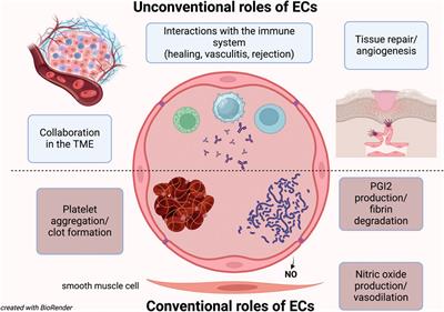 Editorial: Unconventional roles of endothelial cells